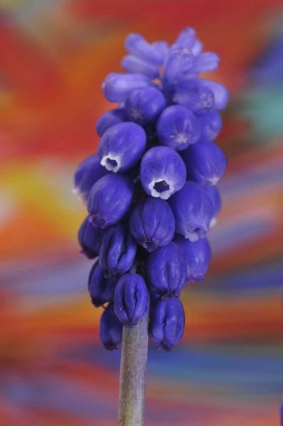Oregon, Portland Blue grape hyacinth flower